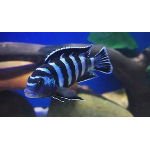 Псевдотрофеус Демасони (Chindongo demasoni) — пресноводная лучеперая рыба из семейства Цихловые, относится к группе Мбуна («жители скал»). Впервые описан в 1994 году Эдом Конингсом, который назвал рыбу в честь своего друга Л. Демасона. В 2016 году вид был переклассифицирован и отнесён к роду Чиндонго.