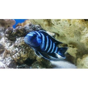 Псевдотрофеус Демасони (Chindongo demasoni) — пресноводная лучеперая рыба из семейства Цихловые, относится к группе Мбуна («жители скал»). Впервые описан в 1994 году Эдом Конингсом, который назвал рыбу в честь своего друга Л. Демасона. В 2016 году вид был переклассифицирован и отнесён к роду Чиндонго.