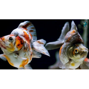 Ryukin Goldfish var. Calico (риукин ситцевый) — селекционная форма золотой рыбки риукина с характерной многоцветной окраской.