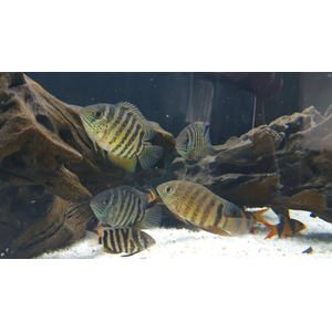 Heros severus — латинское название цихлазомы северум (ложного дискуса) — аквариумной рыбки из семейства цихлид.