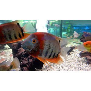 Heros severus — латинское название цихлазомы северум (ложного дискуса) — аквариумной рыбки из семейства цихлид.