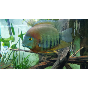 Heros severus — латинское название цихлазомы северум (ложного дискуса) — аквариумной рыбки из семейства цихлид.