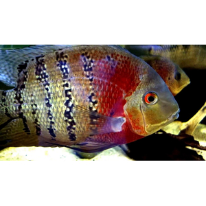 Heros severus — латинское название цихлазомы северум (ложного дискуса) — аквариумной рыбки из семейства цихлид.