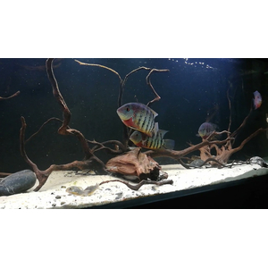 Heros severus — латинское название цихлазомы северум (ложного дискуса) — аквариумной рыбки из семейства цихлид.