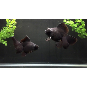 Чёрный телескоп-бабочка — искусственно культивированная декоративная порода аквариумной «золотой рыбки». Латинское название — Carassius auratus.