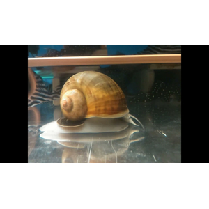 Гигантская ампулярия (Ampullaria gigas) — редкий представитель семейства Ampullariidae. Также известна как громадная и крупная.