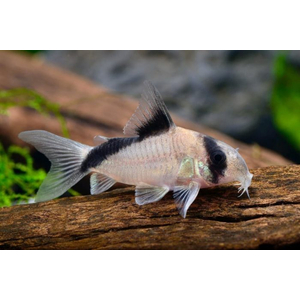 Коридорас панда (Corydoras panda) — пресноводная рыба из семейства панцирных сомов. Название получила за чёрно-белую окраску, напоминающую расцветку большой панды.