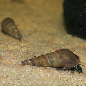 Melanoides tuberculata — вид тропических улиток семейства Thiaridae, также известен как песчаная мелания.Melanoides tuberculata — вид тропических улиток семейства Thiaridae, также известен как песчаная мелания.