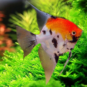 Pterophyllum scalare Koi — селекционная форма обыкновенной скалярии. Получила название благодаря сходству окраса с декоративными карповыми кои.