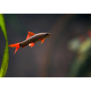 Epalzeorhynchos frenatum — пресноводная лучепёрая рыбка из семейства Карповые, лабео зелёный. Иногда этот вид называют таиландским лабео.