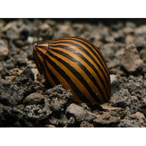 Neritina natalensis — вид пресноводных улиток-неритин, также известен как улитка-зебра. Принадлежит к классу Брюхоногие моллюски.