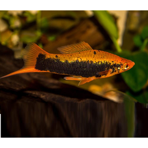 Red Tuxedo Swordtail — название кубинского меченосца (цветной морфы меченосцев). Это гибрид между обычным Зелёным меченосцем и Пецилией тукседо. Название «кубинец» вид получил за то, что ранее завозился в СССР только с Кубы.