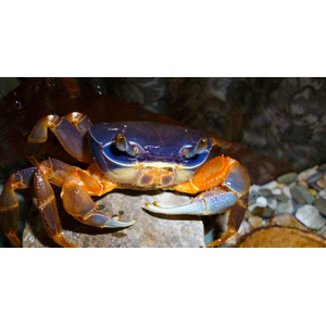 Cardisoma armatum — радужный краб, ракообразное из отряда Десятиногие раки. Также известен под названиями краб индиго (за характерную окраску) и краб патриот (из-за того, что в природе крепко привязан к своему жилищу).