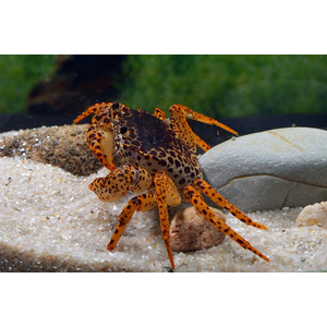 Parathelphusa pantherina — латинское название королевского леопардового краба (пантерового краба). Это пресноводный краб, который не нуждается в участках суши, но может изредка выбираться на сушу.