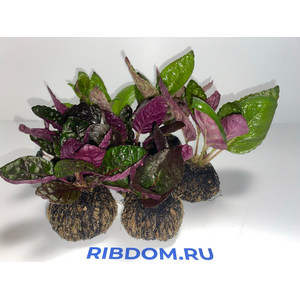 Растение на кочке ХЕМИГРАФИС ЦВЕТНОЙ