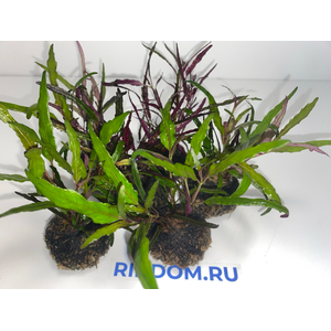 Растение на кочке ХЕМИГРАФИС УЗКОЛИСТНЫЙ