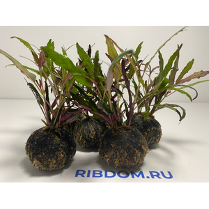 Растение на кочке ХЕМИГРАФИС " ЯЗЫК ДРАКОНА "Растение на кочке ХЕМИГРАФИС " ЯЗЫК ДРАКОНА "