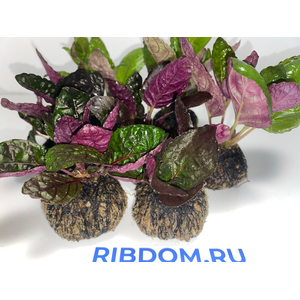 Растение на кочке ХЕМИГРАФИС ЦВЕТНОЙ