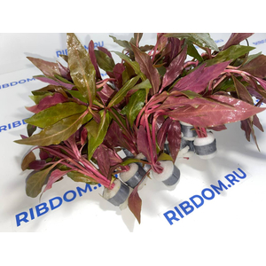 АЛЬТЕРНАНТЕРА РЕЙНЕКА - Alternanthera reineckii