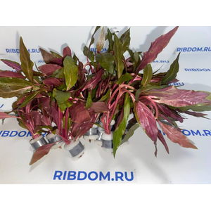 АЛЬТЕРНАНТЕРА РЕЙНЕКА - Alternanthera reineckii