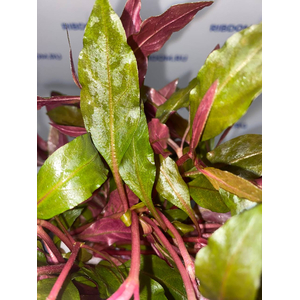 АЛЬТЕРНАНТЕРА РЕЙНЕКА - Alternanthera reineckii