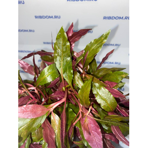 АЛЬТЕРНАНТЕРА РЕЙНЕКА - Alternanthera reineckii