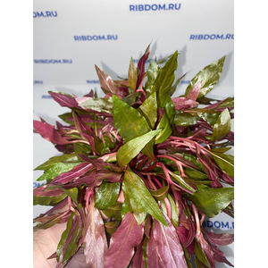 АЛЬТЕРНАНТЕРА РЕЙНЕКА - Alternanthera reineckii