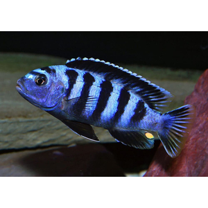 Псевдотрофеус Демасони (Chindongo demasoni) — пресноводная лучеперая рыба из семейства Цихловые, относится к группе Мбуна («жители скал»). Впервые описан в 1994 году Эдом Конингсом, который назвал рыбу в честь своего друга Л. Демасона. В 2016 году вид был переклассифицирован и отнесён к роду Чиндонго.