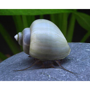 Ампулярия «Голубая луна» (Pomacea bridgesii «Blue Moon») — разновидность аквариумных улиток с характерным голубым окрасом раковины. Относится к семейству Ampullariidae, отряду Architaenioglossa.