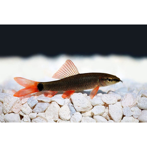 Epalzeorhynchos frenatum — пресноводная лучепёрая рыбка из семейства Карповые, лабео зелёный. Иногда этот вид называют таиландским лабео.