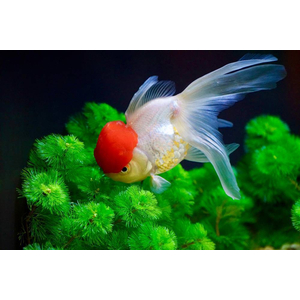 Оранда «Красная шапочка» (Redcap Oranda Goldfish) — короткотелая селекционная форма золотой рыбки. Получила название из-за большого красного нароста на голове, который похож на шапку.