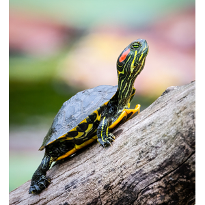 Trachemys scripta elegans — подвид красноухой черепахи из семейства пресноводных черепах.