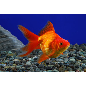 Риукин (Ryukin Goldfish) — короткотелая селекционная порода золотой рыбки, отличительная особенность которой — наличие характерного выступа («горба») под спинным плавником. Визуально рыбка напоминает шлем римского легионера.