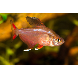 Hyphessobrycon bentosi — вид рыб из рода хифессобриконов (орнатусов), известный также как обыкновенный орнатус или изысканная тетра.