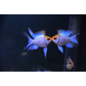 Апистограмма Рамирези «Электрик Блю» (Mikrogeophagus ramirezi var. «Electric Blue») — селекционная форма апистограммы Рамирези.