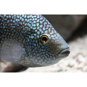 Cichlasoma cyanoguttatum (цихлазома бриллиантовая, цихлазома жемчужная) — пресноводная лучеперая рыба из семейства Цихловые.