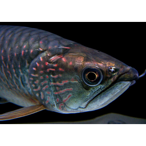 Scleropages jardini — вид пресноводных костистых рыб, известный как австралийская аравана, жемчужная арована или северная саратога.