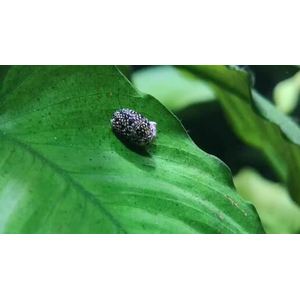 Theodoxus fluviatilis — вид небольших пресноводных и солоноватых улиток из семейства неритид. Русское название — неритида речная, неритида пресноводная, лунка речная.