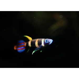 Pseudoepiplatys annulatus — латинское название эпиплатиса факельного (щучки-клоуна, килли-клоуна). Это пресноводная лучёперая рыбка из семейства Нотобранхиевые.