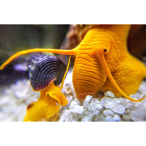 Тиломелания (Tylomelania sp.), известная также как «улитка-кролик» или «слоновья улитка», — пресноводный моллюск из рода Tylomelania семейства Pachychilidae.