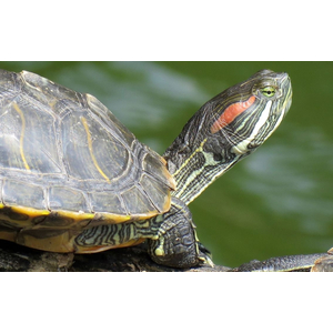 Trachemys scripta elegans — подвид красноухой черепахи из семейства пресноводных черепах.