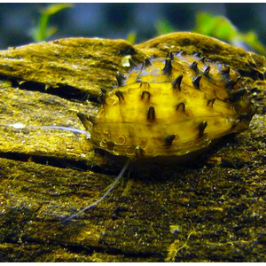 Neritina juttingae (другие названия — «королевский ёжик», «неритина ёжик») — мелкая африканская улитка из семейства Neritidae. Получила широкое распространение в аквариумистике благодаря высоким декоративным качествам и способности поедать водоросли.