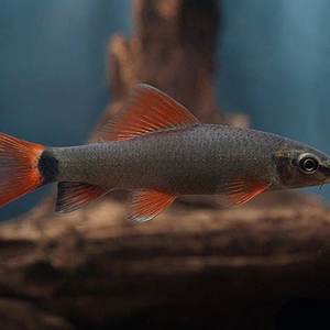 Epalzeorhynchos frenatum — пресноводная лучепёрая рыбка из семейства Карповые, лабео зелёный. Иногда этот вид называют таиландским лабео.