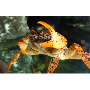 Parathelphusa pantherina — латинское название королевского леопардового краба (пантерового краба). Это пресноводный краб, который не нуждается в участках суши, но может изредка выбираться на сушу.