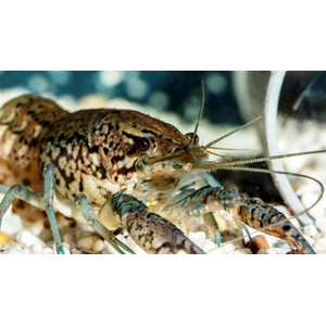 Procarambus virginalis — пресноводное ракообразное из семейства Десятиногих раков. Впервые его обнаружили в аквариумах Германии в 1990-х годах.