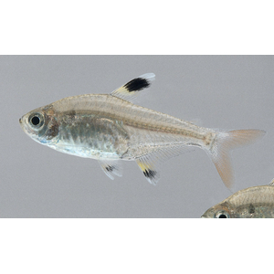 Pristella maxillaris albino — альбиносная форма обычной пристеллы (Pristella maxillaris), также известной как «тетра-рентген». Это популярная аквариумная рыбка, которая отличается отсутствием пигментации.