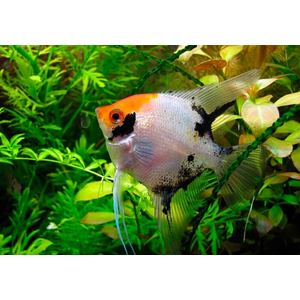 Pterophyllum scalare Koi — селекционная форма обыкновенной скалярии. Получила название благодаря сходству окраса с декоративными карповыми кои.