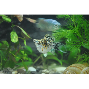 Моллинезия баллон (Poecilia Sphenops Balloon) — селекционная форма моллинезии, выведенная искусственным путём. Установить точный родительский вид невозможно, но предполагают, что при создании формы использовались моллинезия сфенопс, моллинезия латипина и моллинезия велифера, а также их гибриды.