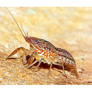 Procarambus virginalis — пресноводное ракообразное из семейства Десятиногих раков. Впервые его обнаружили в аквариумах Германии в 1990-х годах.