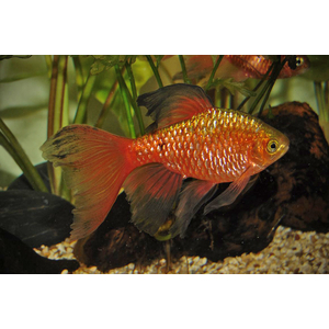 Огненный вуалевый барбус — искусственно выведенная форма с сильно развитыми плавниками, которые напоминают длинную вуаль или шлейф.